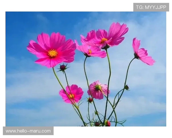 精选实用的开运备用网址内容助你改善运势开启新人生